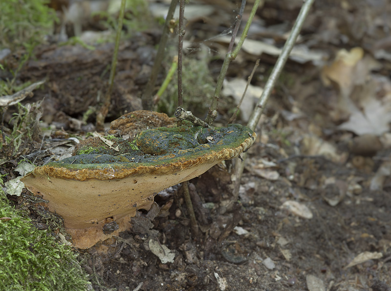 Phellinus torulosus